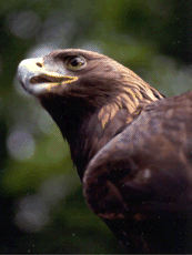 Golden Eagle